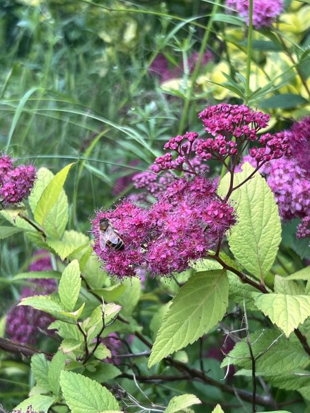 ABEILLE sur une Spirée du Japon. Jardin, 15 juin 2024. '' La pollinisation en rose ''.ORPHÉE HENRY DECORMEILLE